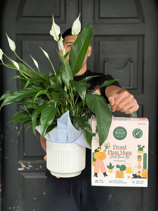 Peace Lilly Plant + Care kit