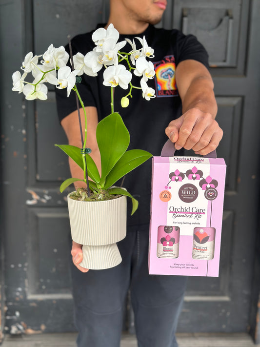 Phalaenopsis Orchid  + Care kit